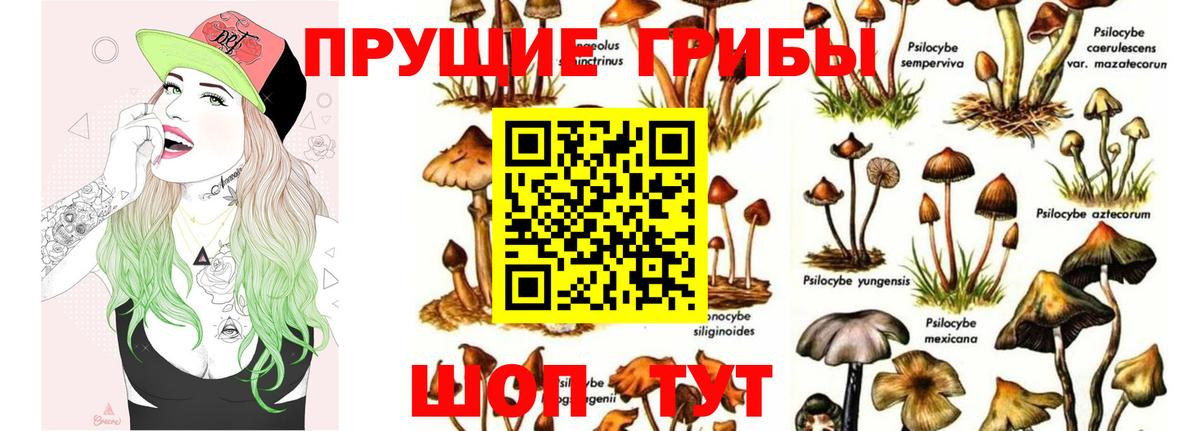 Псилоцибиновые грибы Cubensis Красноярск